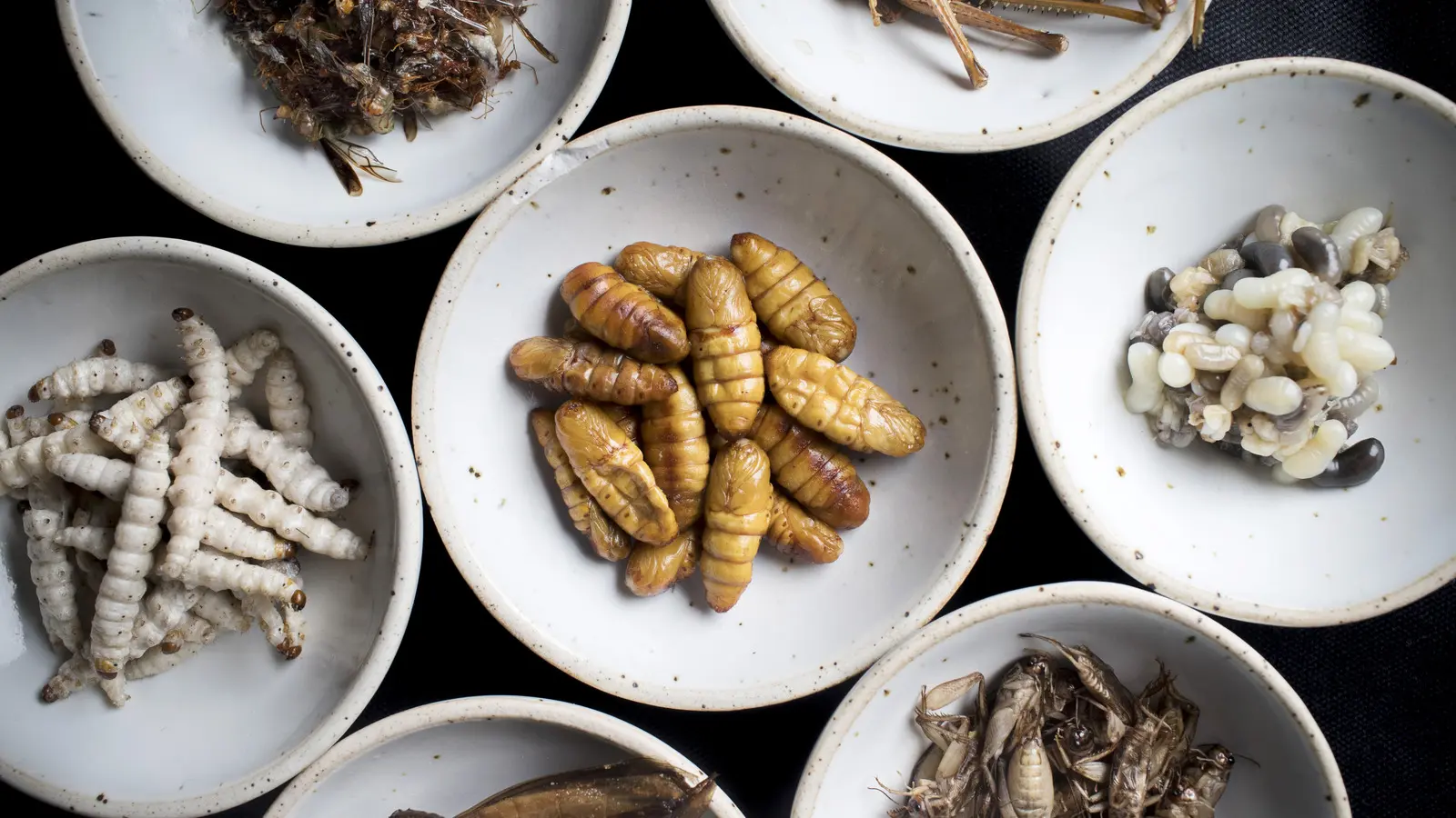 Comidas Inacreditáveis no Mundo 8 Surpresas