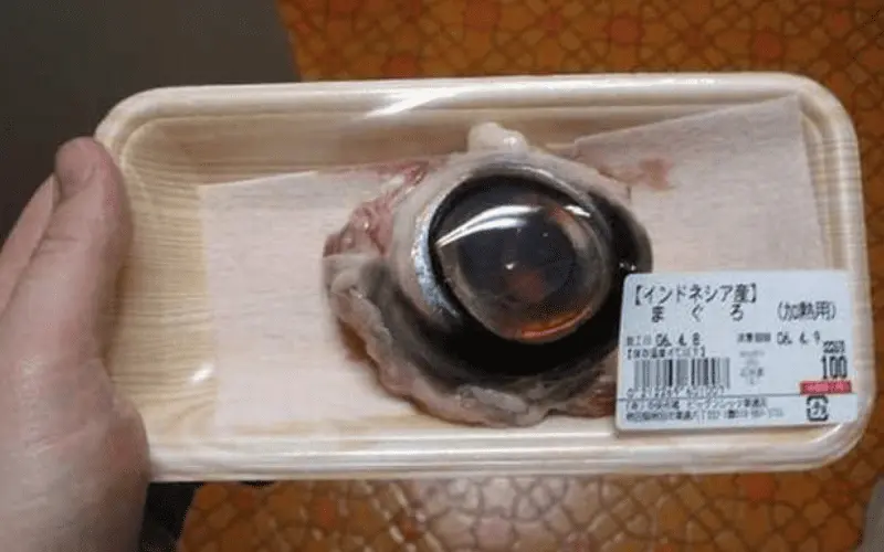 Olho de atum gigante Olho de atum gigante