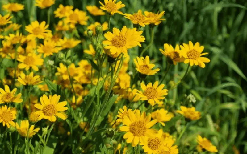 Arnica
