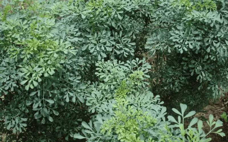Arruda