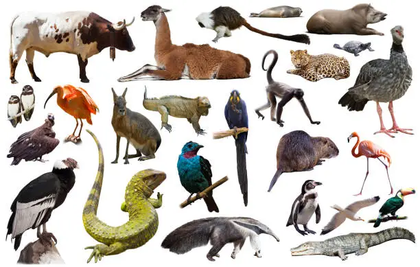 23 Curiosidades Sobre Animais Que Parecem Inventadas