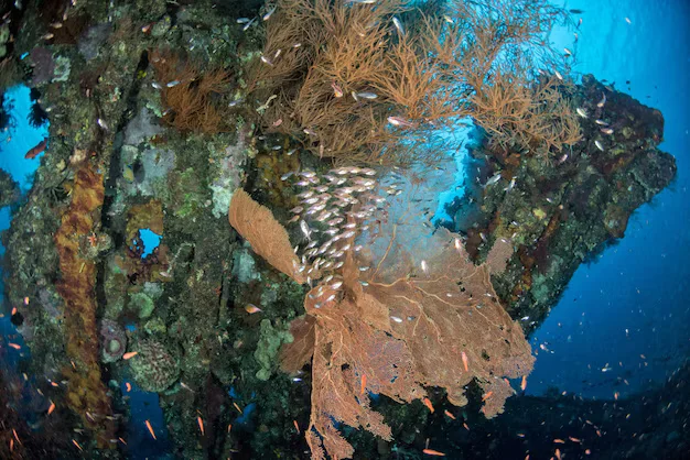 liberty ship wreck indian ocean bali tulamben 850000 24156